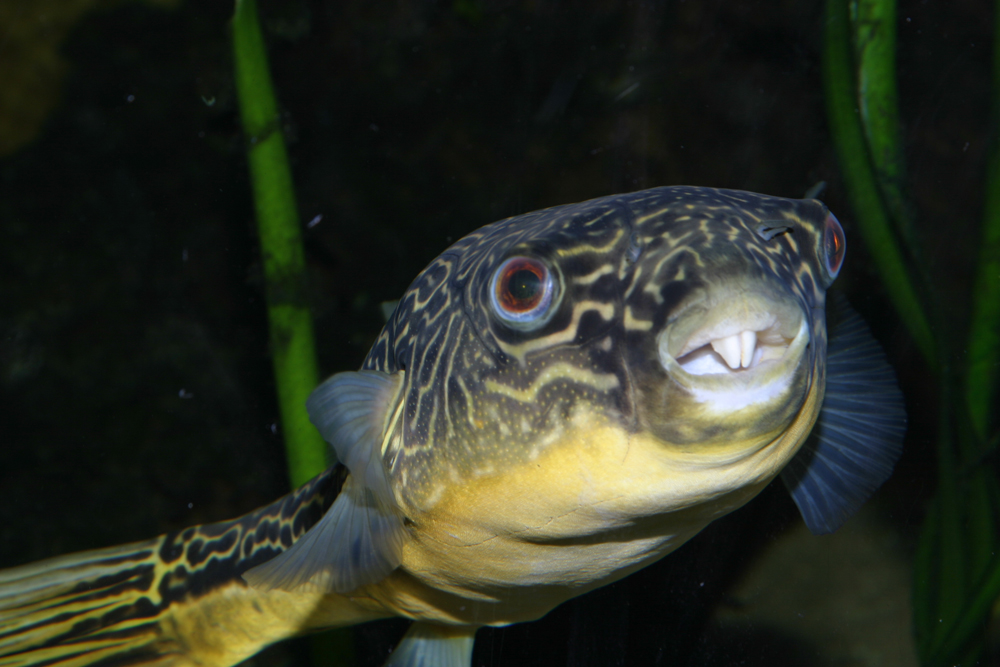 Aquazoo Löbbecke Museum