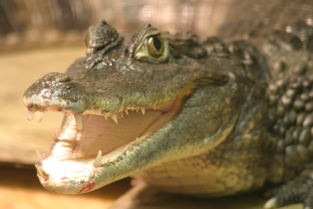 Foto: Aquazoo