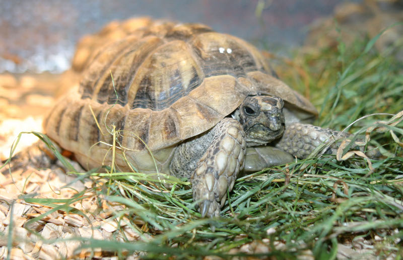 Eine der drei ausgesetzten Schildkröten. Fotos: Aquazoo