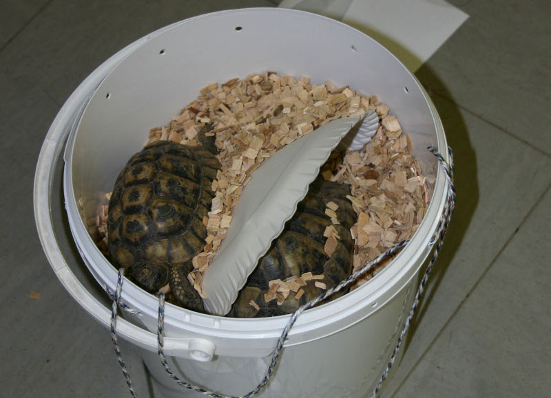Die Tiere wurden im Eimer mit Papptellern und Streu ausgesetzt.