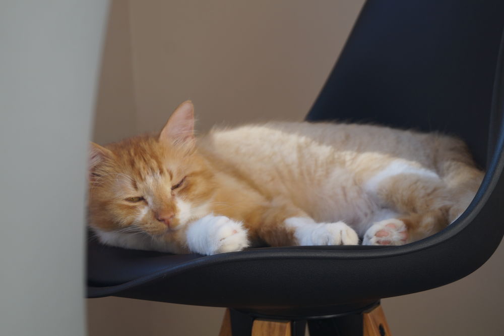 Garfield liegt da lieber im Schatten. (Foto von Sofie Ambaum)