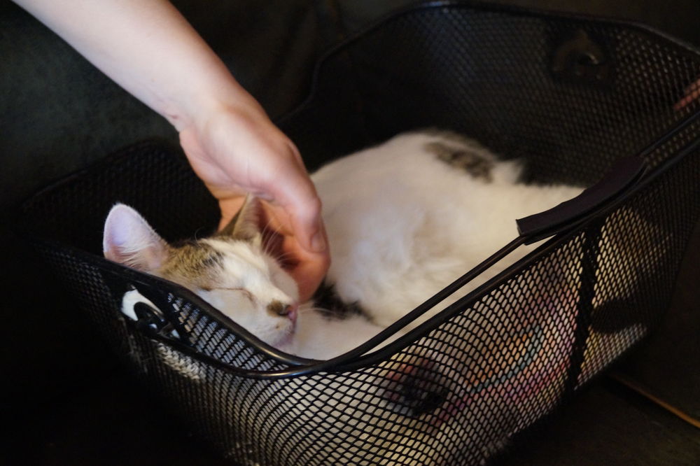 Sherlock hat sich im Fahrradkorb eines Katzencafé-Besuchers einquartiert. (Foto von Sofie Ambaum)