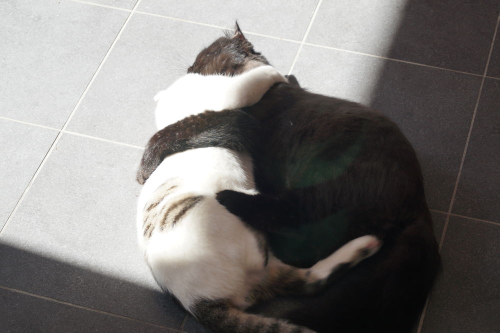 Elvis und Watson kuscheln in der Sonne. (Foto von Sofie Ambaum)