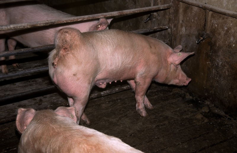Diesen Schweinen geht es in einer Box ohne Stroh bestimmt nicht gut. (Foto: PeTA Deutschland e.V./pixelio.de)