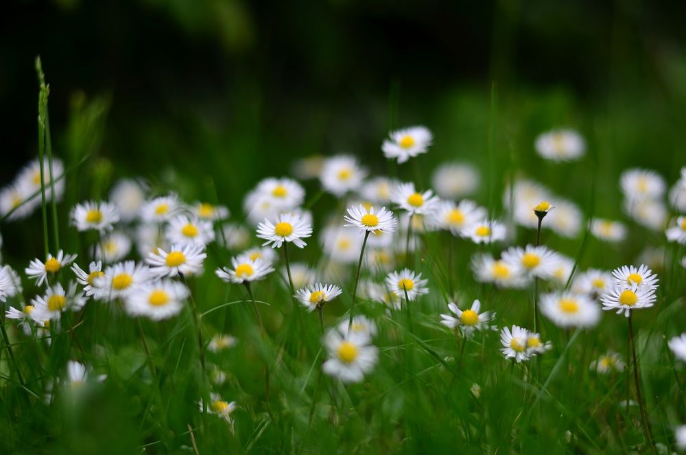 daisies-2365910_1280.jpg - Freizeitpark Niederheider Wäldchen (Foto: RÜŞTÜ BOZKUŞ/Pixabay.com)