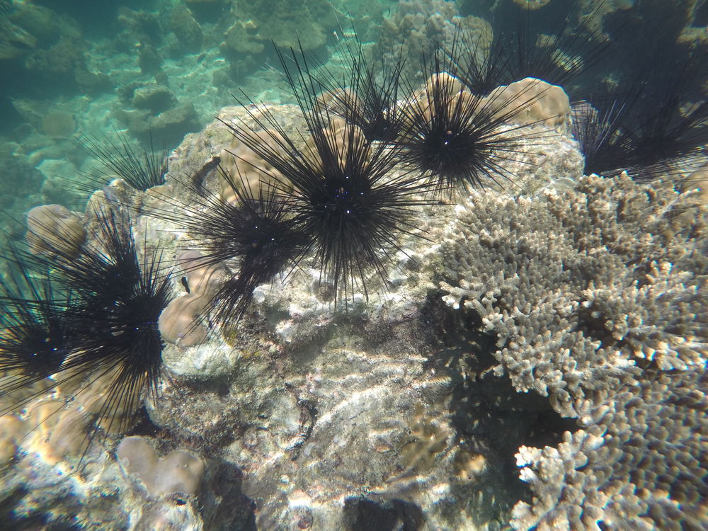 GOPR0880.jpg - Thailand – hautnah und in Farbe