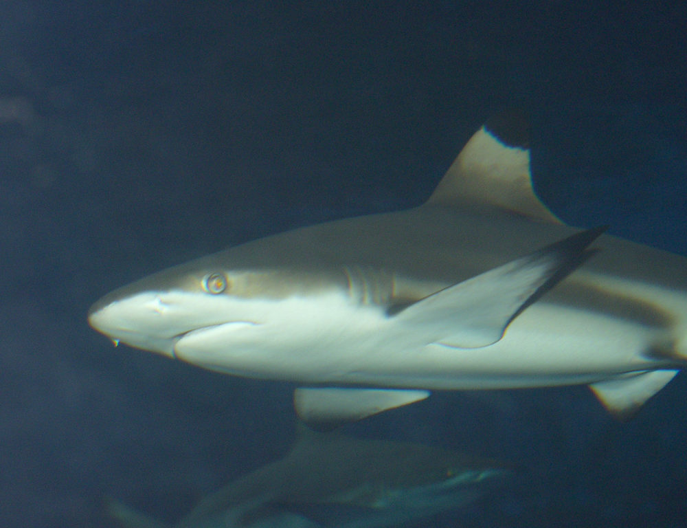 carcharinus_melanopterus_0001.jpg - Aquazoo eröffnet erst im März 2017 - Bildarchiv Aquazoo Löbbecke Museum