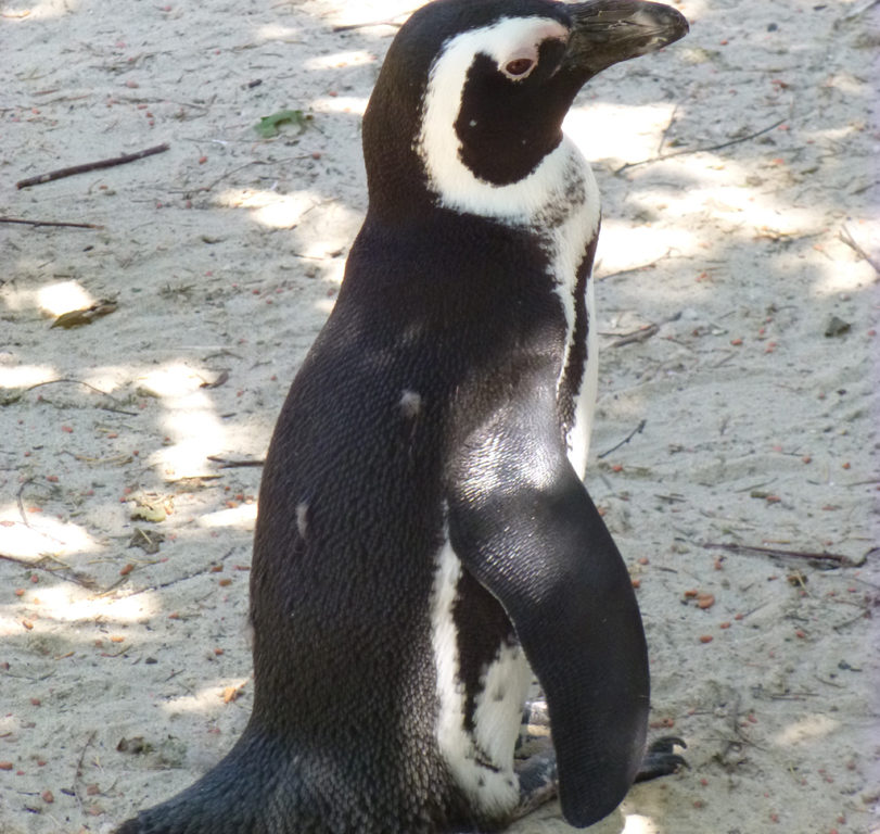 Afrikanischer_Pinguin_Ho3.jpg - Aquazoo eröffnet erst im März 2017 - Bildarchiv Aquazoo Löbbecke Museum