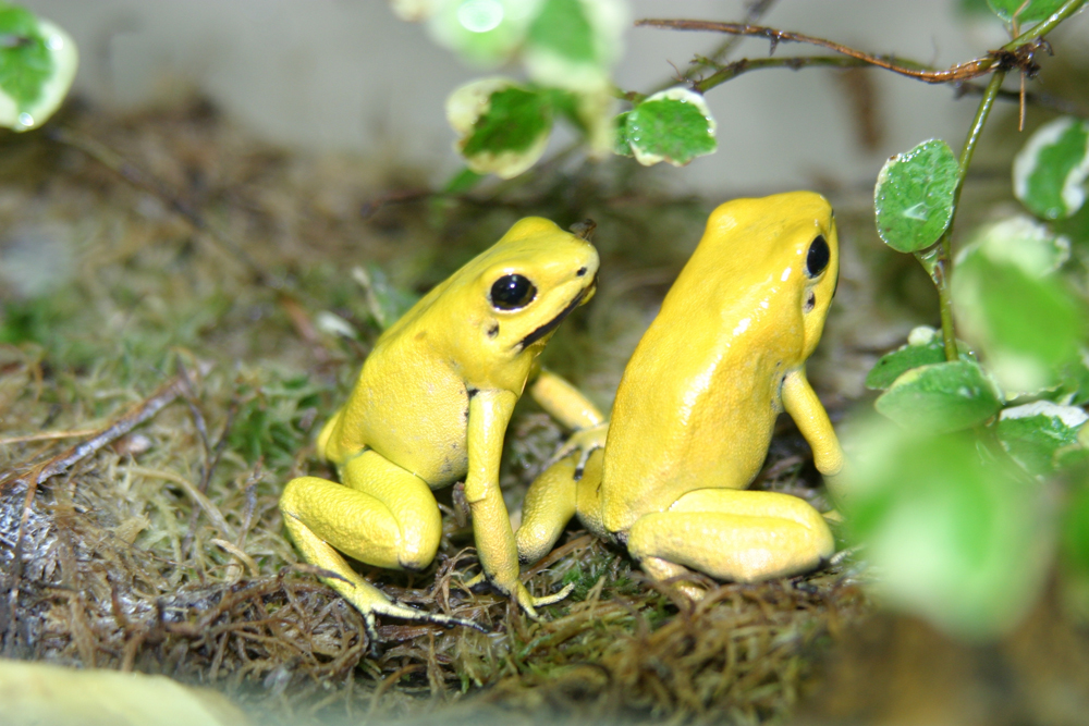 Pyllobates_terribilis_gelb.jpg - Aquazoo eröffnet erst im März 2017 - Bildarchiv Aquazoo Löbbecke Museum
