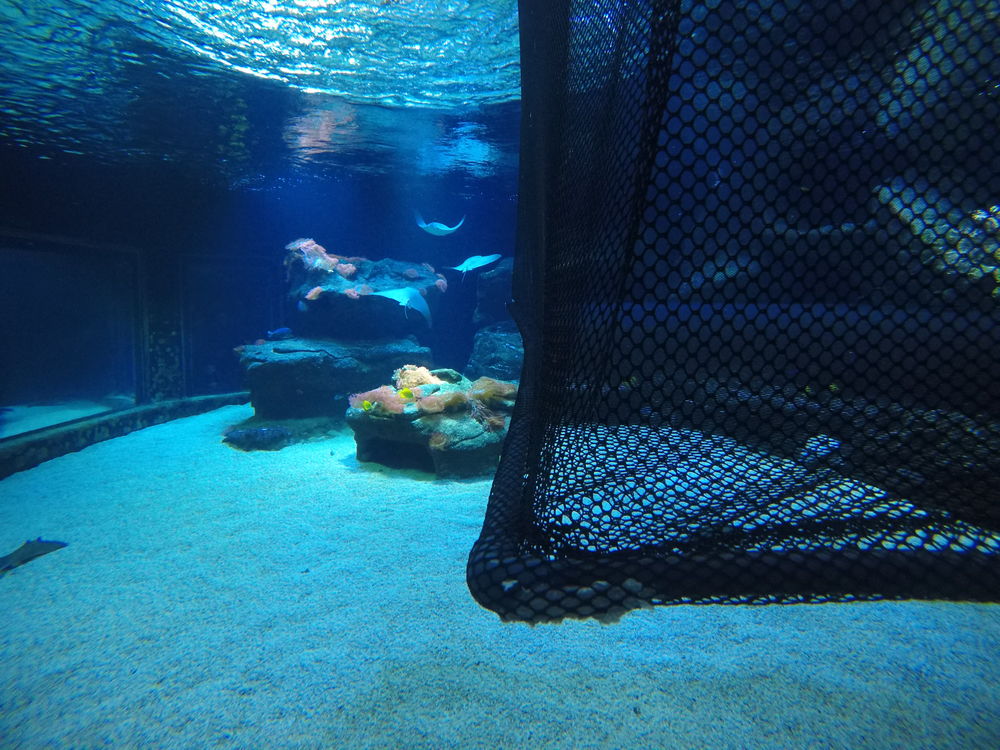 190226aquazoo.jpg - Aquazoo wartet auf Geburt bei Kuhnasenrochen