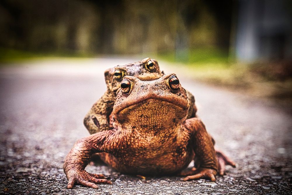 Kröten und Co benötigen Hilfe bei ihren Wanderungen. (Foto: Andreas Bodio/pixabay.com)